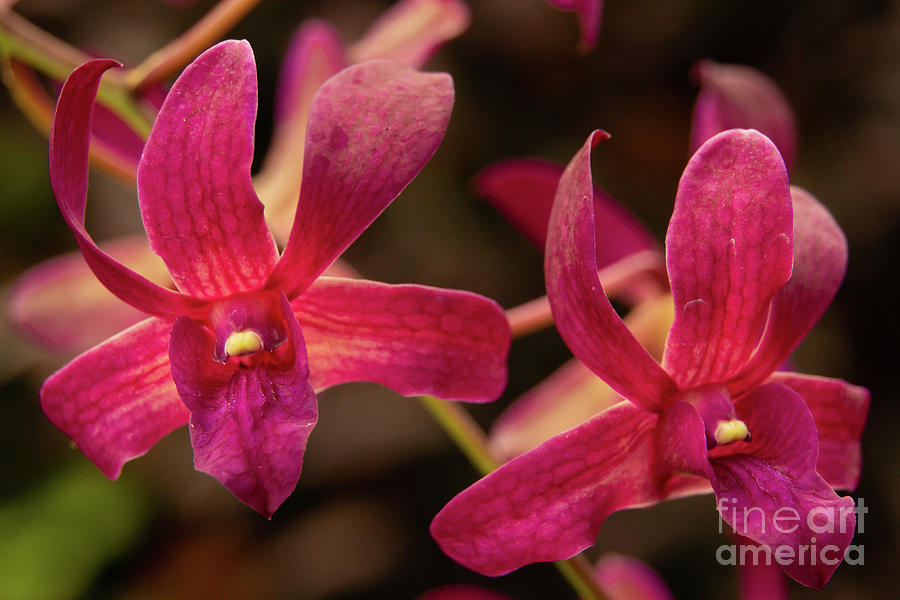 Orchid Photograph - Magenta Orchid Blossoms in a Kauai Garden by Nancy Gleason
