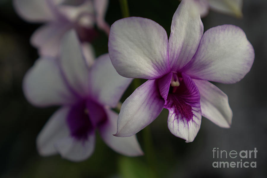 Orchid Photograph - Magenta Orchid Close-up #1 by Nancy Gleason