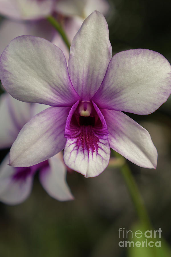Orchid Photograph - Magenta Orchid Close-up #3 by Nancy Gleason