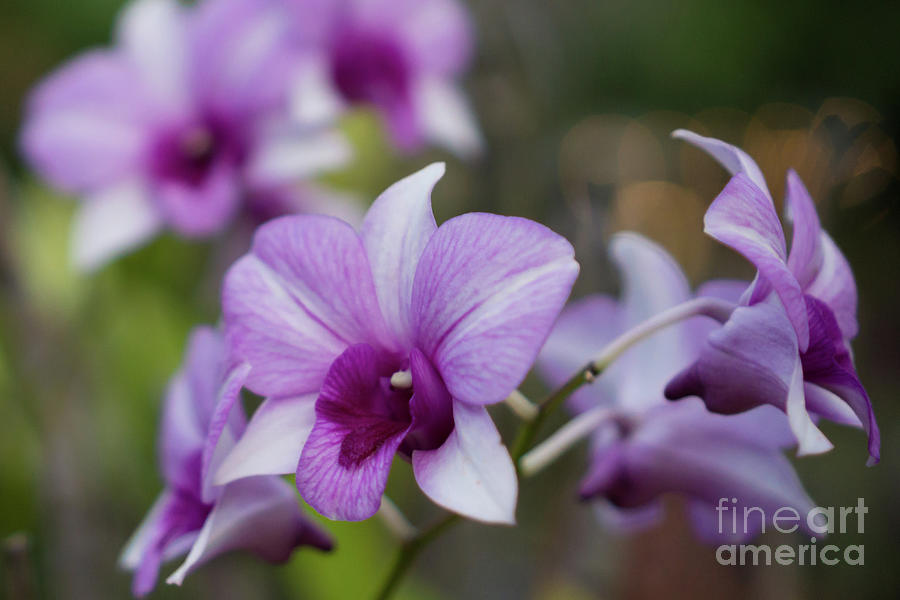Orchid Photograph - Magenta Orchid in Kauai Garden by Nancy Gleason