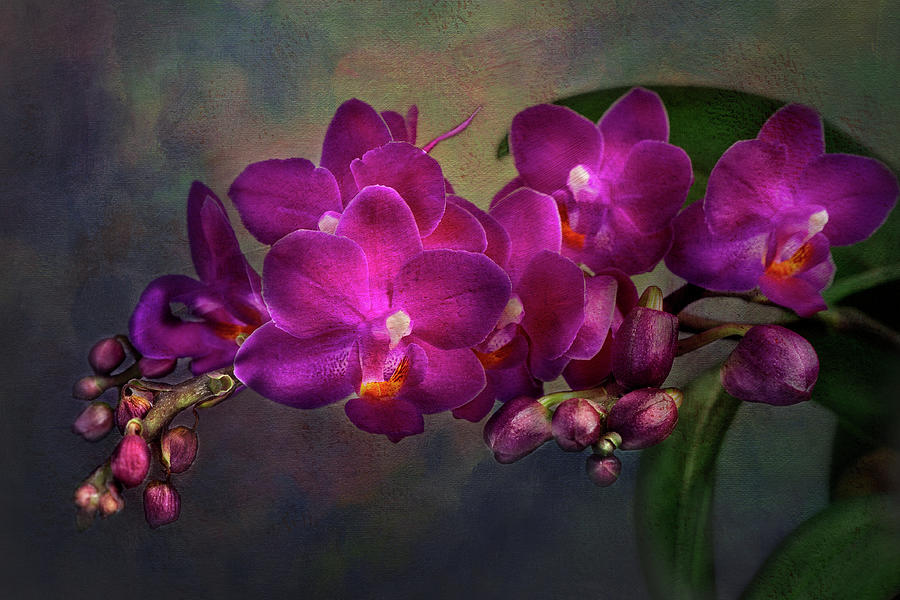 Magenta Orchid Photograph by Paula Ponath