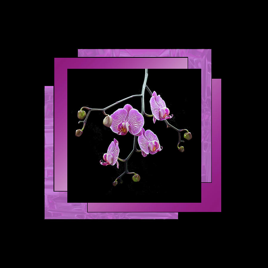 Magenta Orchid Spray - Framed Photograph by Patti Deters