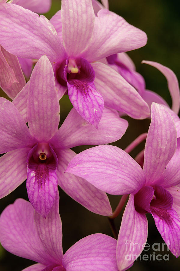 Magenta Orchid Trio Photograph by Nancy Gleason