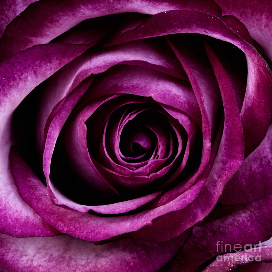 Magenta Rose Painting by Alexandra Arts
