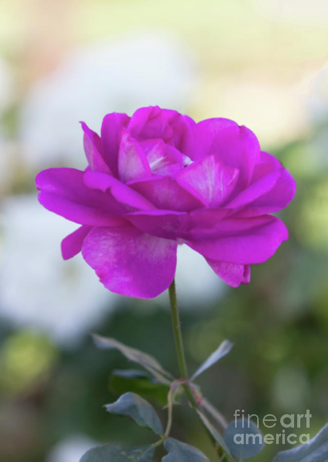 Magenta Rose Photograph