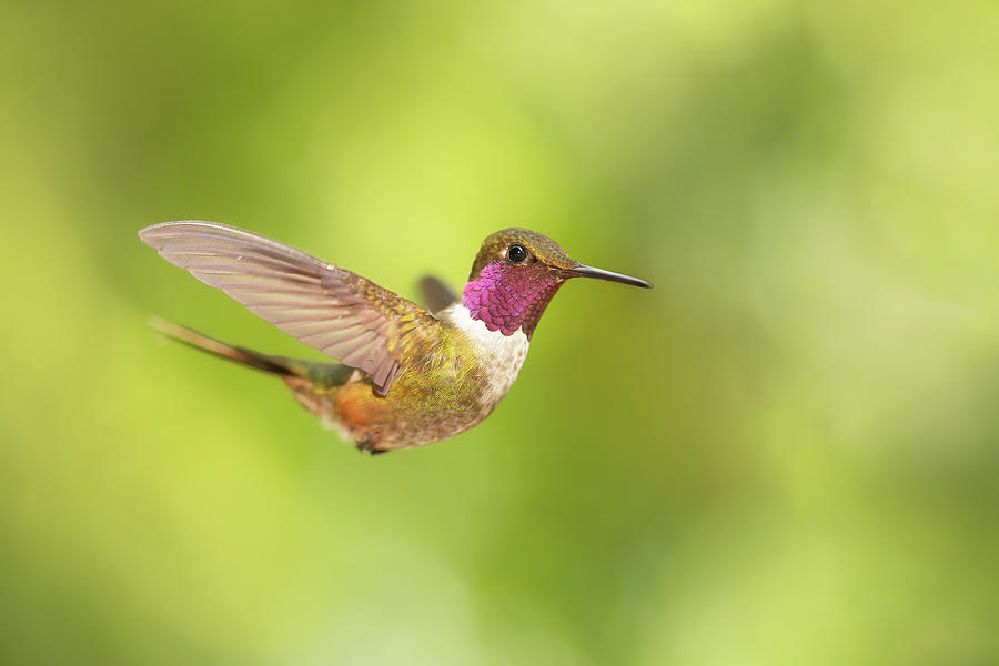 Hummingbird Photograph - Magenta-throated woodstar hummingbird- Calliphlox bryantae by Roeselien Raimond