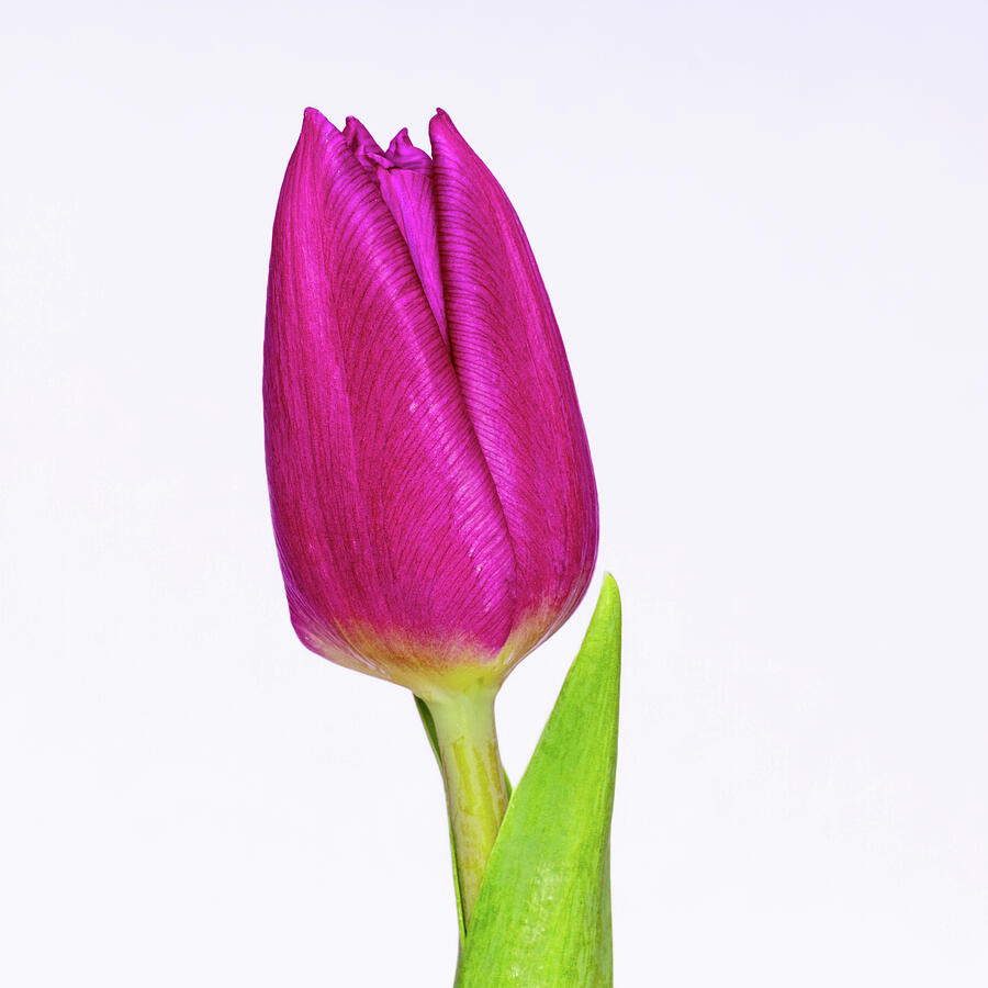 Magenta Tulip Photograph by Tanya C Smith