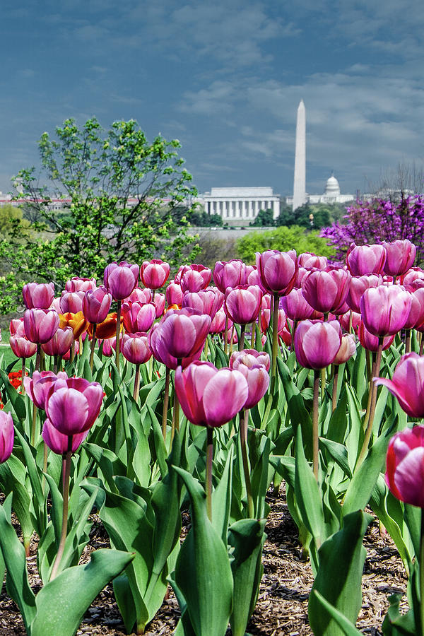 Magenta Tulips In Line With Monuments Photograph