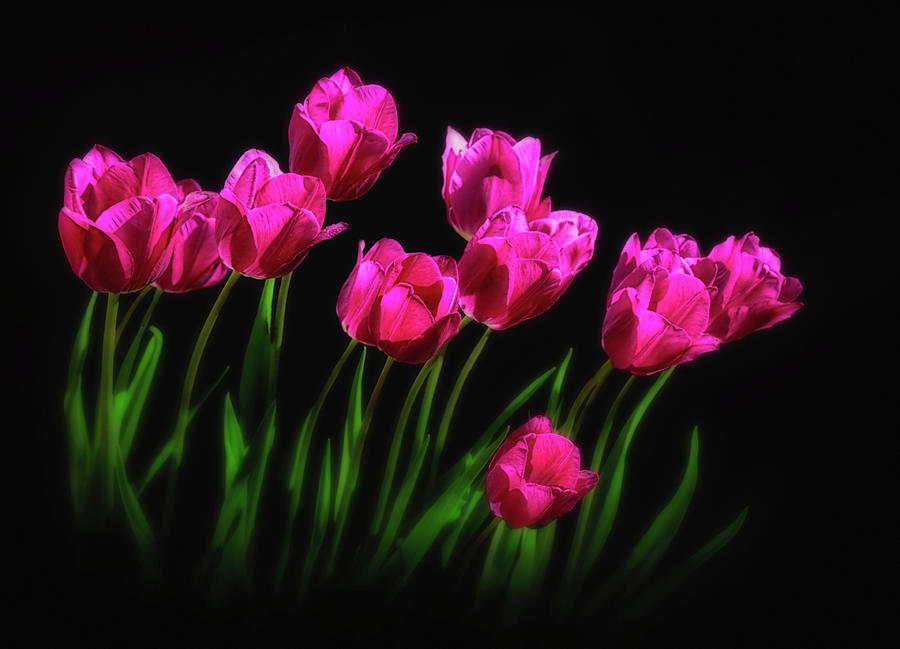 Magenta Tulips on a Black Background Photograph by Carolyn Derstine
