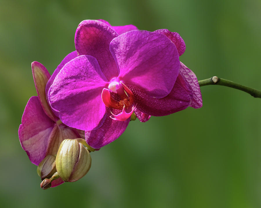 Magenta Orchid Photograph by Dawn Currie