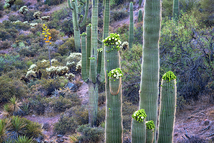 Magestic Blooming Saguaros Photograph by Dave Dilli