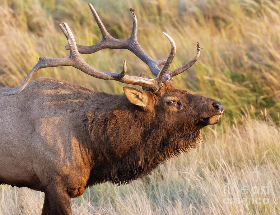 Magestic Elk In Rocky Mountain National Park Photograph