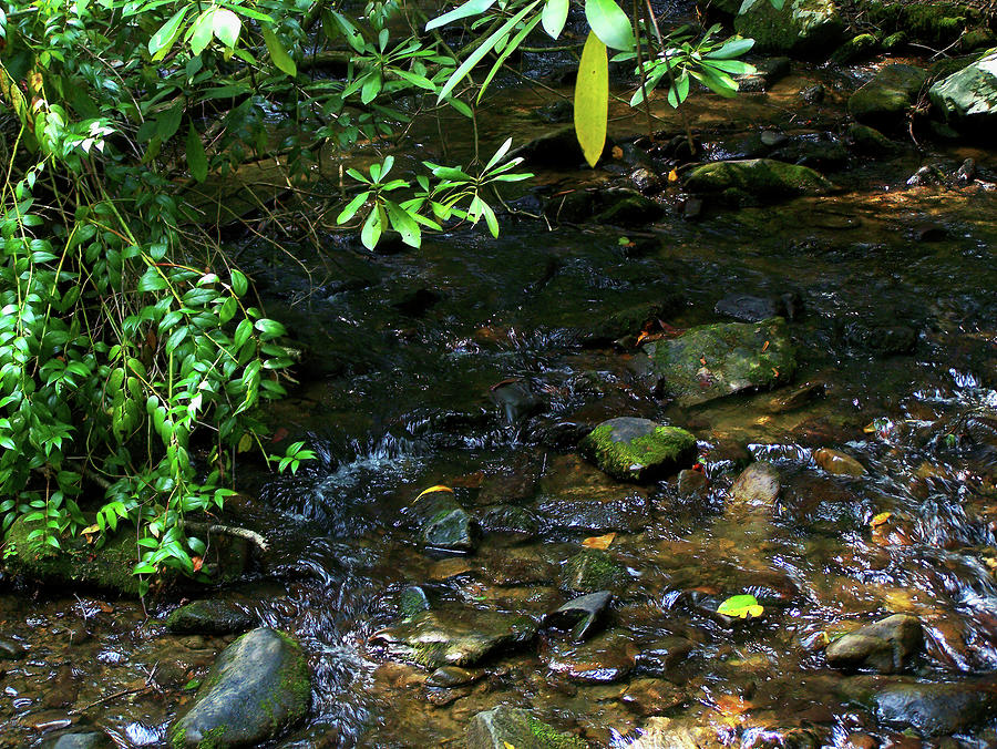 Maggie Valley Stream 02 Photograph