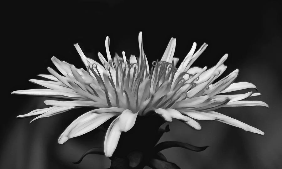 Magic Bloom Of Sprling Photograph by Iina Van Lawick