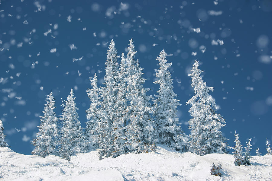 Magic, cold winter day with snowy pine tree Photograph by Arpad Radoczy ...