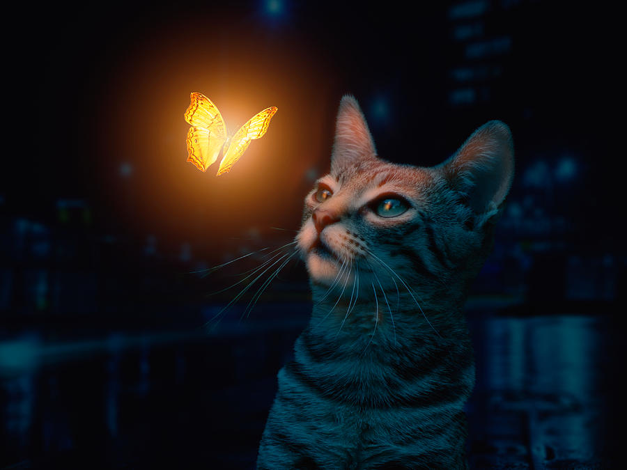 Cat Photograph - Magic Curiosity by Aaron Berg