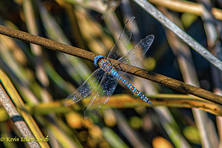 Magic Dragonfly Photograph by Kevin Eckert-Smith - Fine Art America