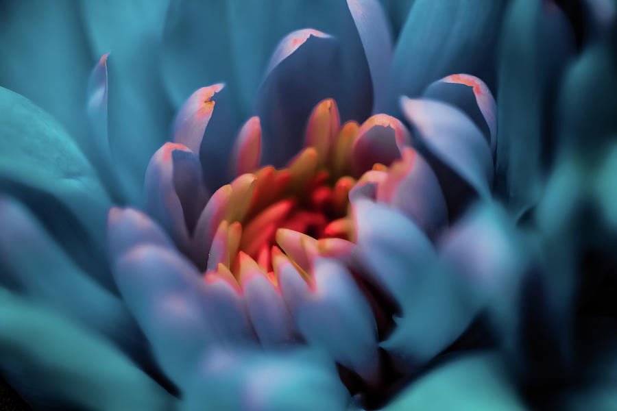 Magic Flower by Anne Leven Magic Flower by Anne Leven