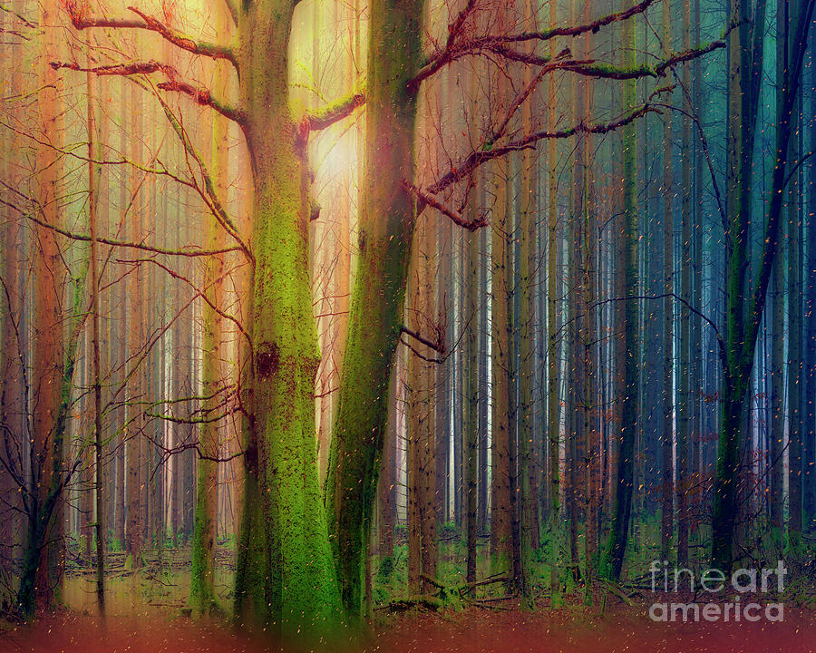 Magic in the Forest Photograph by Edmund Nagele FRPS