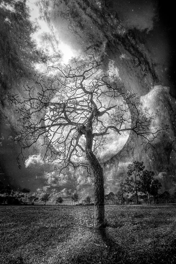 Magic in the Moonlight in Black and White Photograph by Debra and Dave Vanderlaan