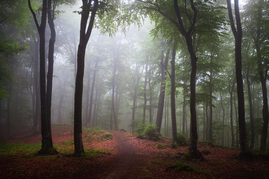 Magic light in foggy forest Photograph by Toma Bonciu