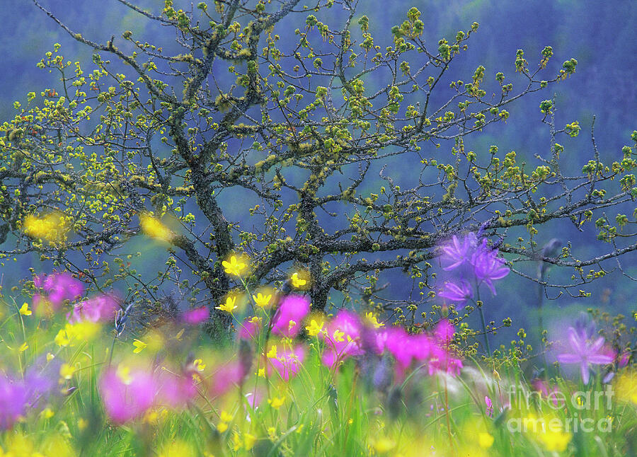 Spring Photograph - Magic Meadow by Michael Wheatley
