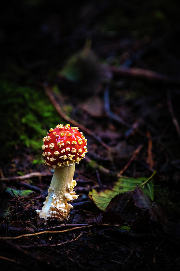 Magic Mushroom Photograph by Bill Cubitt