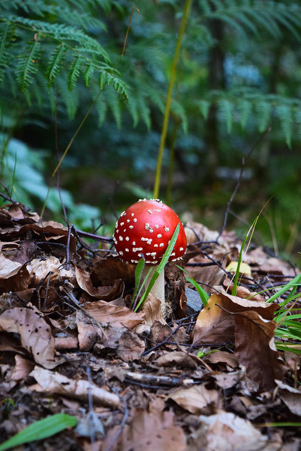Magic Mushroom Dreams Photograph by Bonny Puckett