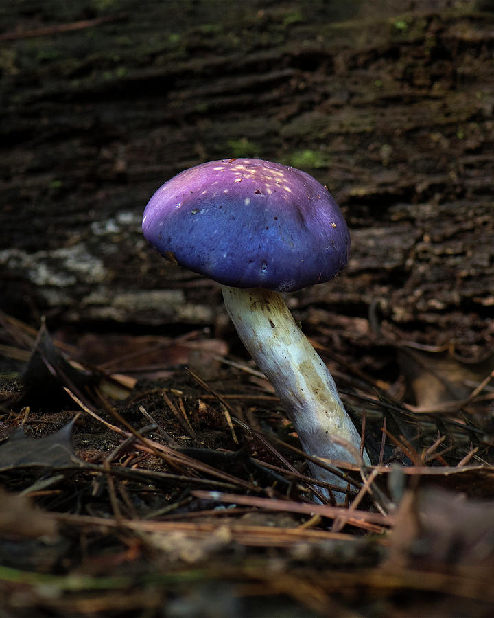 Magic Mushroom, North Carolina, Uwharrie National Forest Photograph by Eric Abernethy