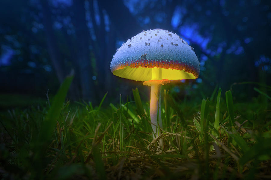 Magic Mushroom Lantern Photograph by Mark Andrew Thomas
