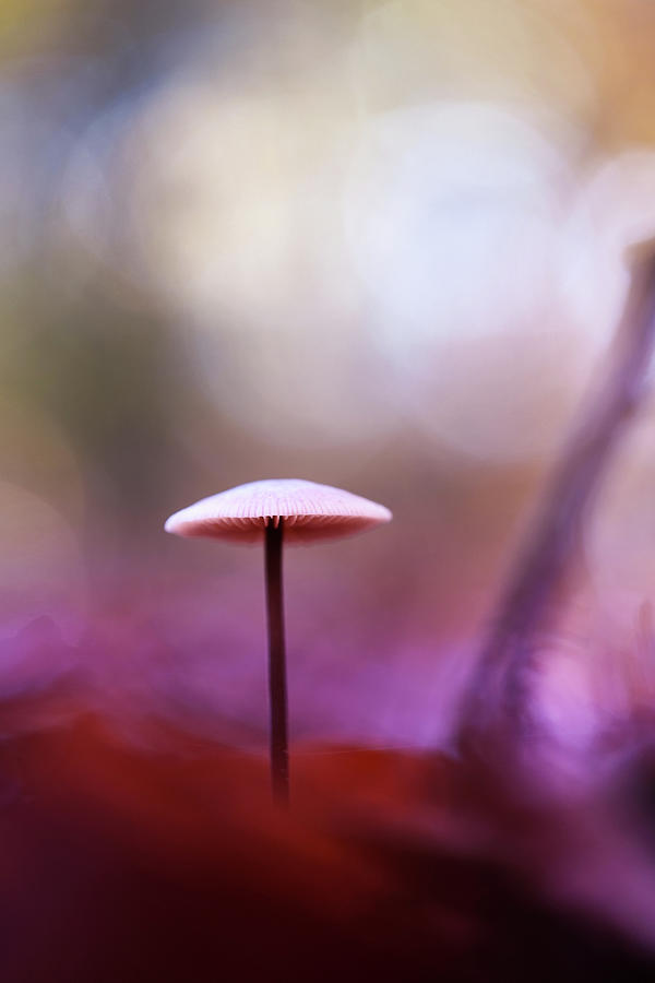 Magic Mushroom Photograph by Sabine Schiebofski - Fine Art America