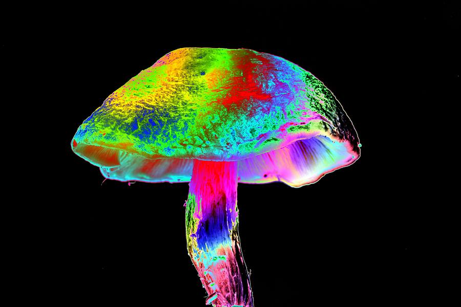 Magic mushroom Drawing by VICTOR de SCHWANBERG/SCIENCE PHOTO LIBRARY