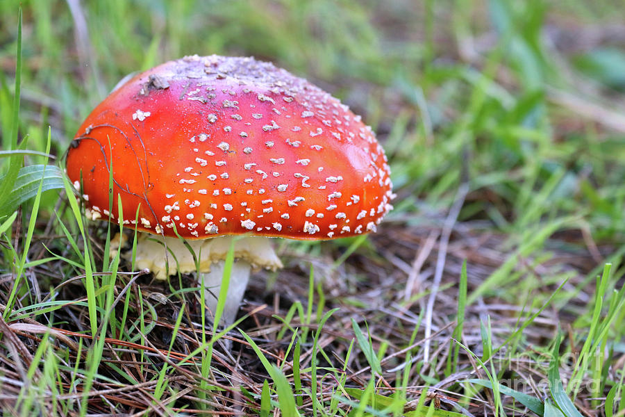 Magic Mushroom Photograph by Vivian Krug Cotton