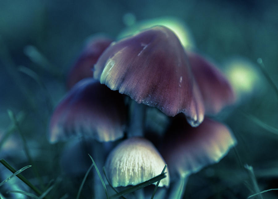 Magic Mushrooms at Dusk Photograph by Amelia Pearn