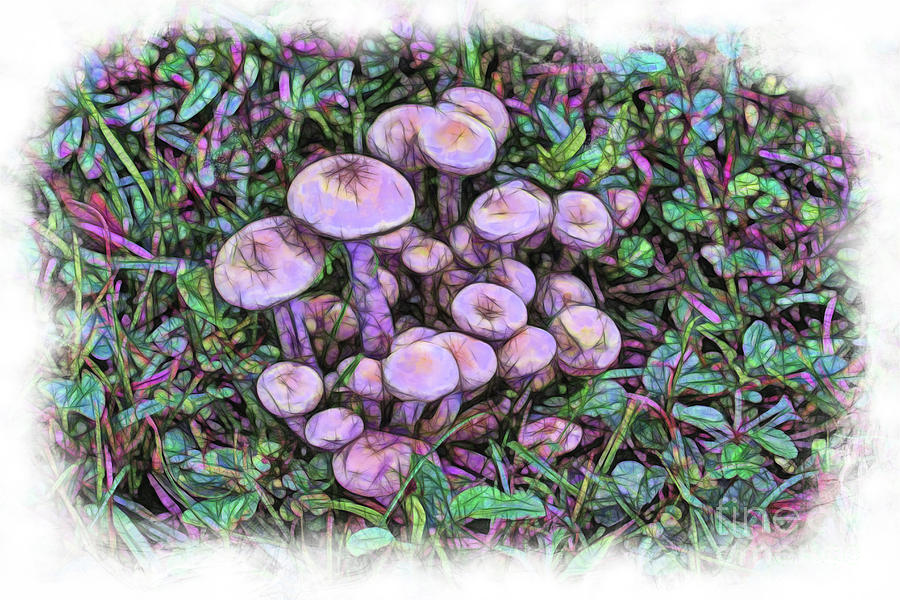 Magic Mushrooms Photograph by Judi Bagwell
