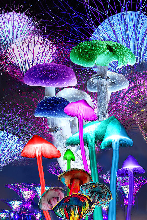 Magic Mushrooms Digital Art by Lisa Yount