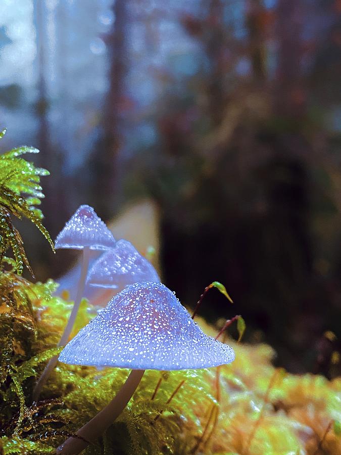 Magic Mushrooms Photograph by Rachel Jitabebe