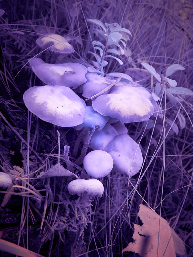 Magic mushrooms so deadly Photograph by Jouko Lehto