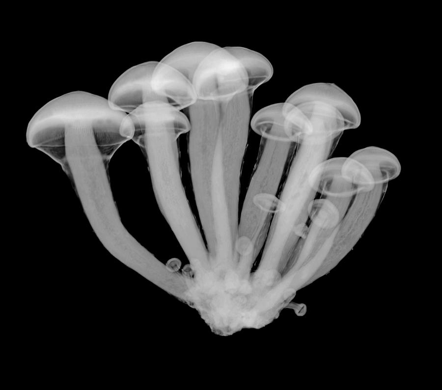 Magic mushrooms, X-ray Photograph by Nick Veasey/science Photo Library