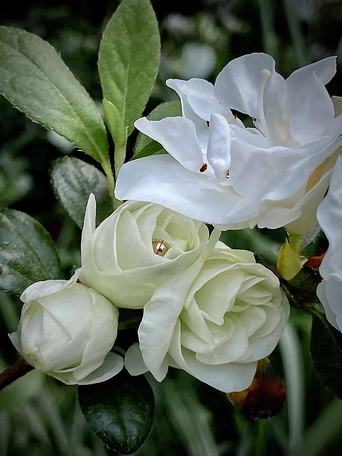 Magic Of Gardenia Azaleas Photograph by Alida M Haslett