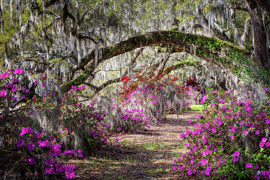 Magic of Spring Photograph by C  Renee Martin