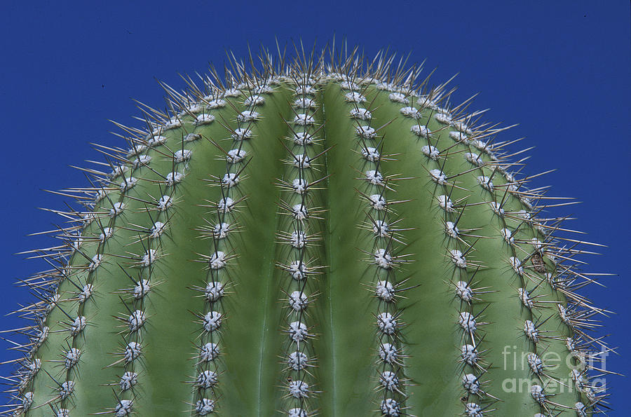 Magic of the Saguaro Photograph by Sandra Bronstein