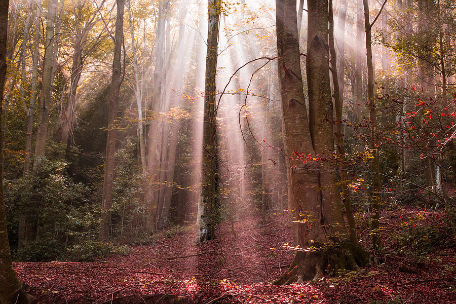 Magic sunbeams in a autumn beech nature reserve. Photograph by Artur Debat