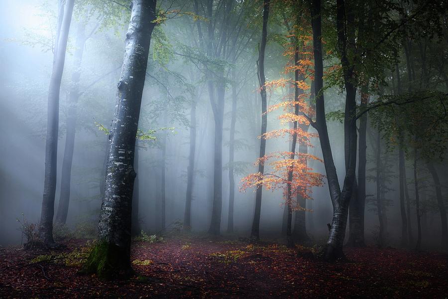 Magic tree in dark blue foggy forest Photograph by Toma Bonciu