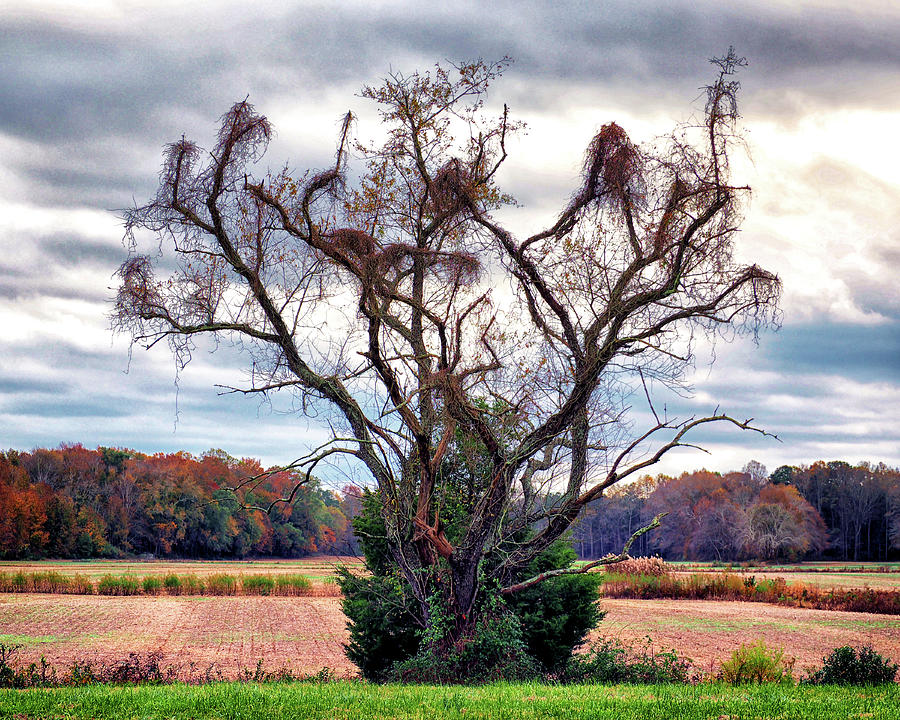 Magic Tree in Roxana, Delaware Photograph by Bill Swartwout