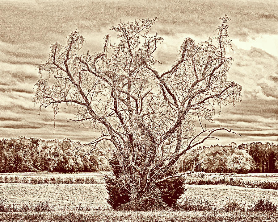 Magic Tree In Roxana, Delaware In Sepia Photograph