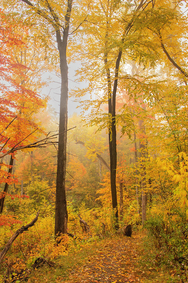Magical Autumn Hiking Path Photograph by Auden Johnson