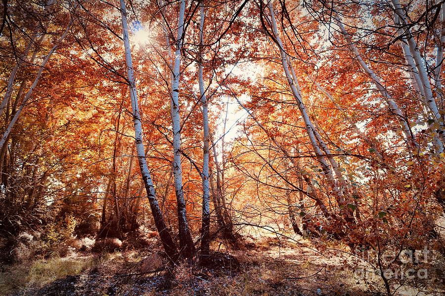 Magical Autumn Sunshine Photograph by Carol Groenen