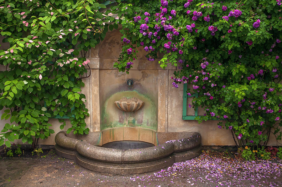 Magical Charm of Cesky Krumlov - Fountain Entwined with Roses Photograph by Jenny Rainbow
