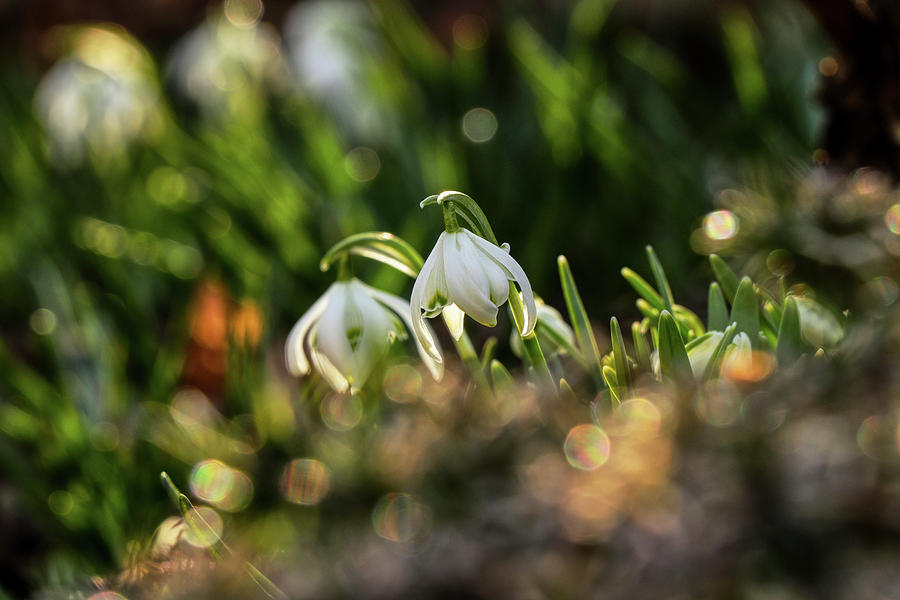 Magical common snowdrop surrounded morning light. Galanthus nivalis on the garden. First wonderfull plants after winter. Beginning. New era Photograph by Vaclav Sonnek